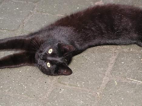 Blanding af racer Bianca billede 1