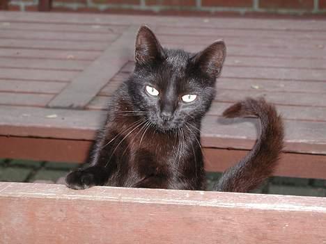 Blanding af racer Bianca billede 2