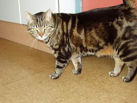 Blanding af racer Simba billede 5