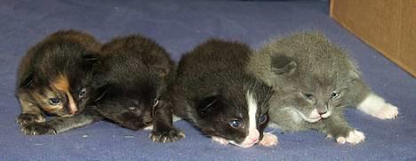 Blanding af racer Fluffy billede 4