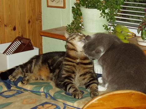 Blanding af racer Simba - Simba og Picasso slikker hinanden.. billede 7