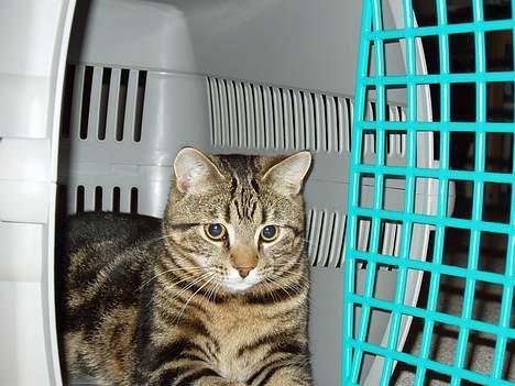 Blanding af racer Simba billede 8