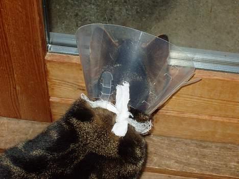 Blanding af racer Simba - Simba efter at han blev syet. Han havde haft en byld der var gået hul på. billede 9