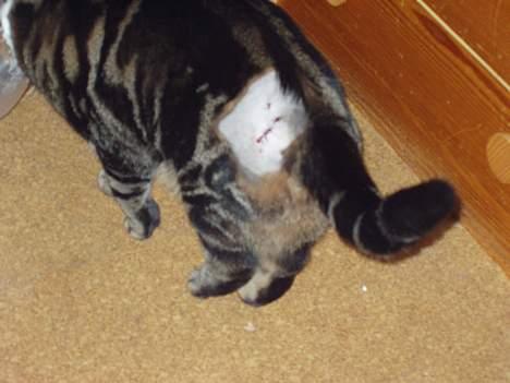 Blanding af racer Simba - Her er hans sår. billede 10