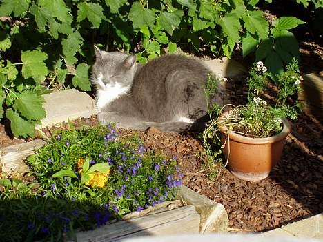 Blanding af racer Picasso - Picasso soler sig i haven. billede 9