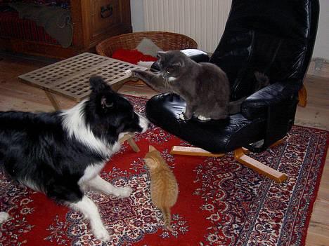 Blanding af racer Fluffy billede 5