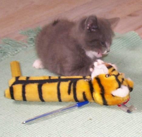 Blanding af racer Fluffy billede 6