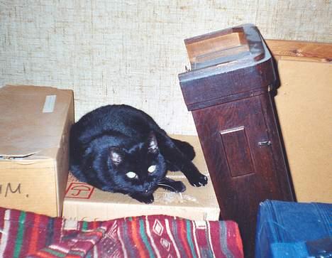 Blanding af racer Trille (død) billede 1