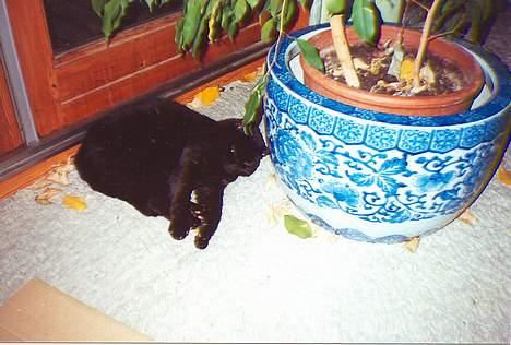 Blanding af racer Trille (død) billede 2