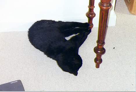 Blanding af racer Trille (død) billede 3