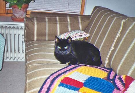 Blanding af racer Trille (død) billede 4