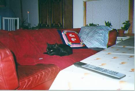 Blanding af racer Trille (død) billede 5