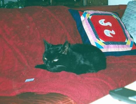 Blanding af racer Trille (død) billede 6