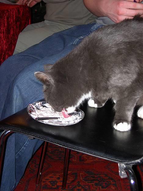 Blanding af racer Fluffy billede 7