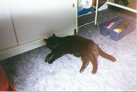 Blanding af racer Trille (død) - Hun er omkring 14 år på det her billede. Faktisk på alle billederne. billede 7