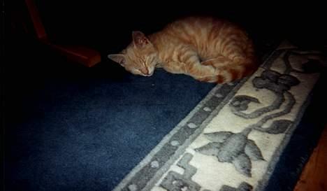 Blanding af racer Garfield - Her er han som bette killing...Hans første dag hjemme hos os billede 1