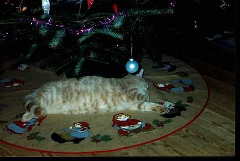 Blanding af racer Garfield - Det er da trættende med den jul (hans første jul) billede 2