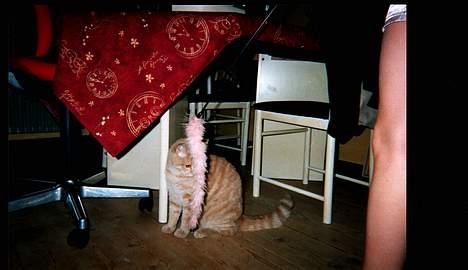 Blanding af racer Garfield - "Hvordan angriber jeg den bedst?" billede 4