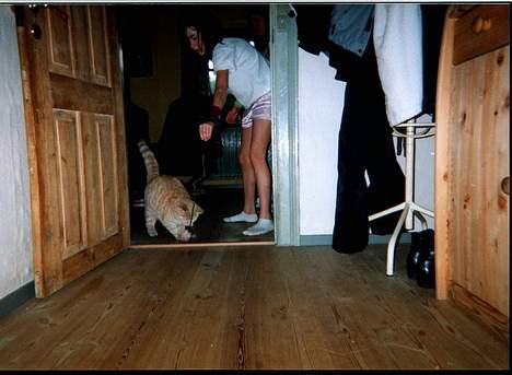 Blanding af racer Garfield billede 5