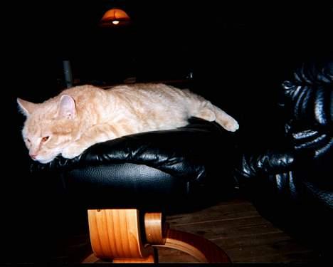 Blanding af racer Garfield - "HeY nu ligger jeg li og sover" billede 6