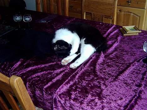 Blanding af racer Buller - Ahh... Det er skøøønt at lægge her på dugen.. (husk at se mine andre billeder og læse teksten før du bedømmer mig, oki...?) billede 1