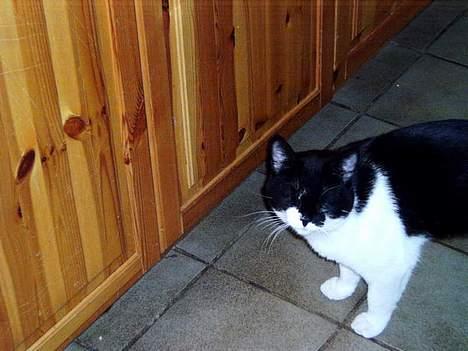 Blanding af racer Buller - harJ... billede 2