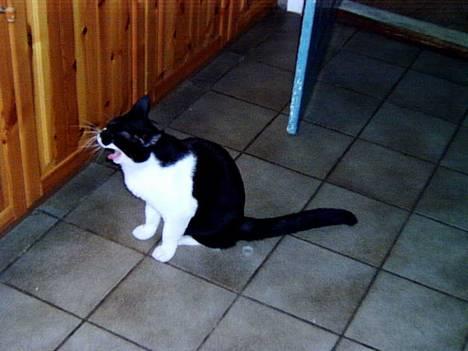 Blanding af racer Buller - Nøj, hvor er jeg træt... Mærkeligt, troede lige jeg havde sovet, nå pyt... zZzZ.. billede 3