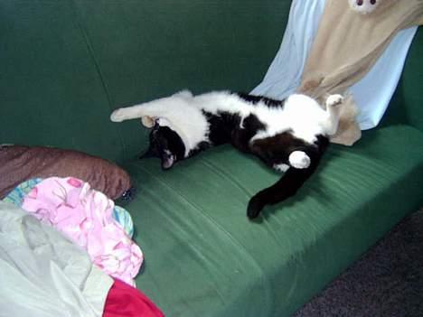 Blanding af racer Buller - Jeg læste i et blad, at det skulle være godt med strækkeøvelser...? billede 4