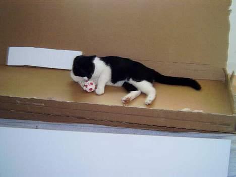 Blanding af racer Buller - Denne her papkasse er bare skøøøn... billede 5