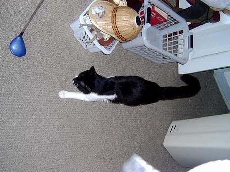 Blanding af racer Buller - ...Ups, jeg´vender forkert... billede 6