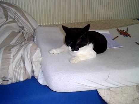 Blanding af racer Buller - fantastisk så mange glæder man kan få af en madress.. billede 7