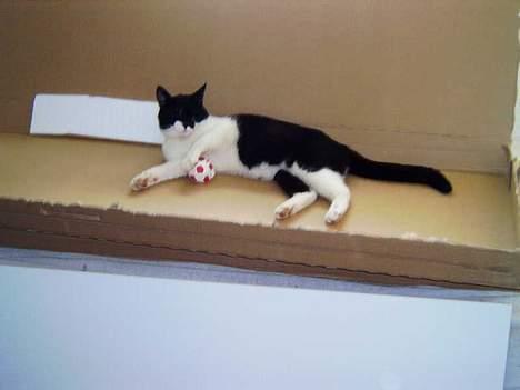 Blanding af racer Buller - Bøh.. billede 9