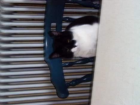 Blanding af racer Buller - se, jeg kan sidde pænt på en stol, hvis bare jeg får noget tun, tak... billede 10