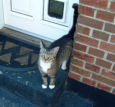 Blanding af racer Misha † - Hvorfor står du bare der? Luk mig da ind i stedet for! billede 2