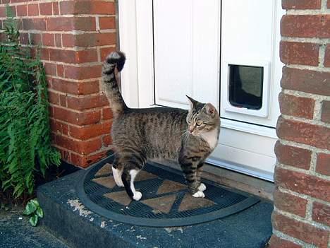 Blanding af racer Misha † billede 3