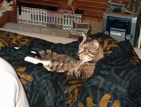 Blanding af racer Misha † billede 4