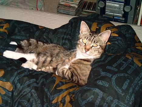 Blanding af racer Misha † billede 5