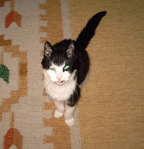 Blanding af racer Pjusser † billede 3