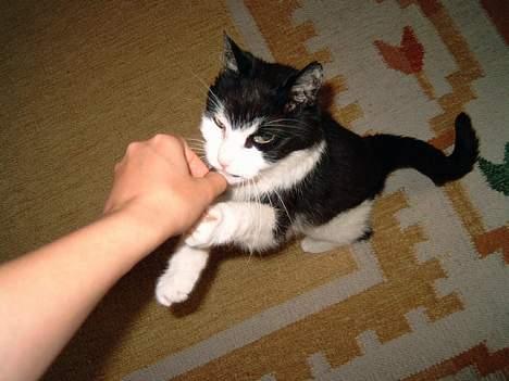 Blanding af racer Pjusser † - Pjusser står på bagben for at få sin rosin - han elsker rosiner! billede 4