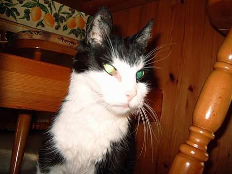 Blanding af racer Pjusser † billede 5