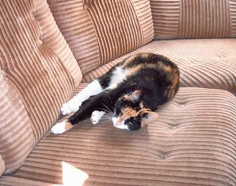 Blanding af racer Lillian † - Lillian ligger og slænger sig på sin yndlingssofa billede 4