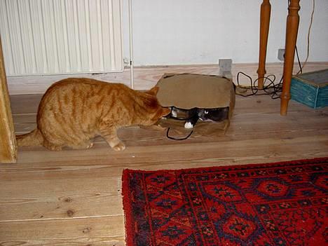 Blanding af racer Fluffy billede 8