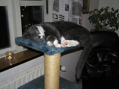 Blanding af racer Fluffy billede 9