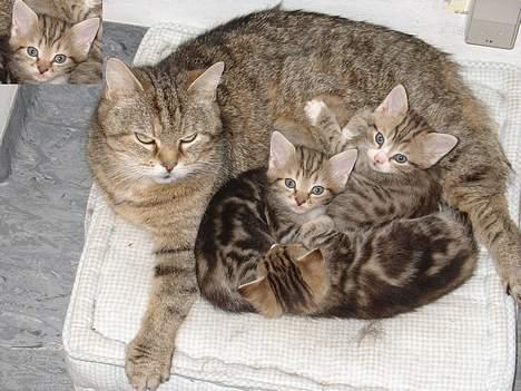 Blanding af racer Lille mis og sine killing - Lille mig oppe i hjørnet, søger godt nyt hjem.  billede 1