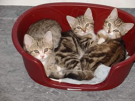 Blanding af racer Lille mis og sine killing - Er vi ikke dejlige ? billede 2