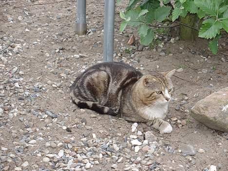 Blanding af racer Lille mis og sine killing - Vi vil også lige vise vores far som er en rigtig flot kat. billede 3