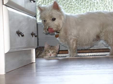 Blanding af racer Lille mis og sine killing - Jeg er så dejlig at selv hunden slikker sig om munden. billede 4