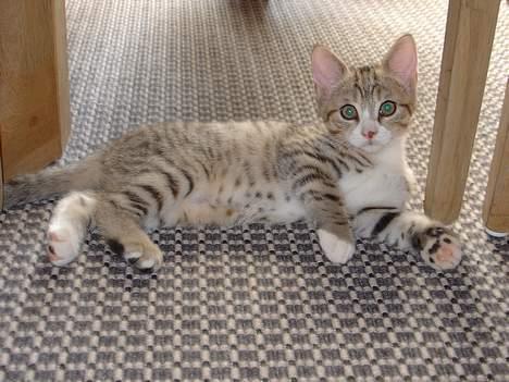 Blanding af racer Lille mis og sine killing - Prøv lige at se mig er jeg ikke flot ? billede 5