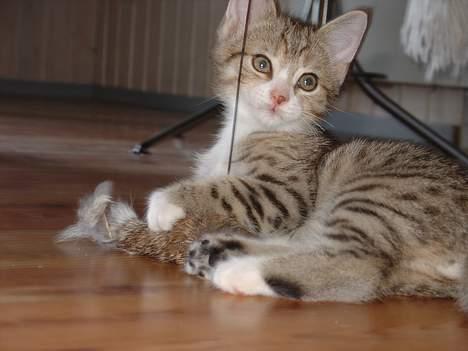 Blanding af racer Lille mis og sine killing - Ja, selv mus kan jeg fange med det hjælper når den er i snor. billede 6