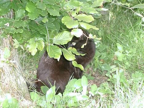 Blanding af racer Bianca - camuflage! billede 3